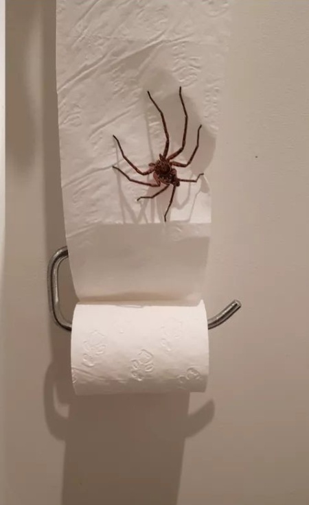 Если решили сходить в туалет в Австралии, будьте готовы к такому...