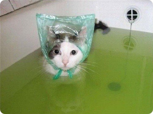 Водные процедуры котиков
