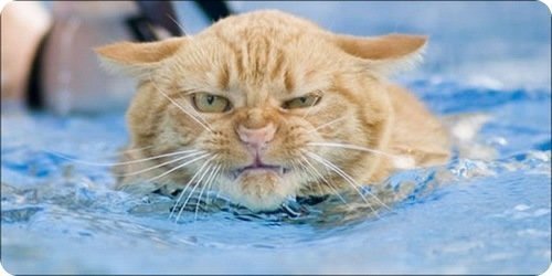 Водные процедуры котиков