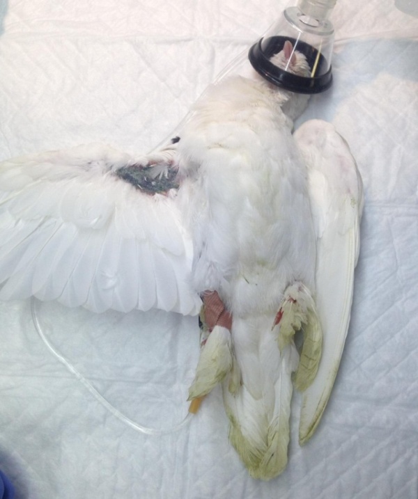 Раненый голубь в Омске самостоятельно пришел в ветеринарную клинику