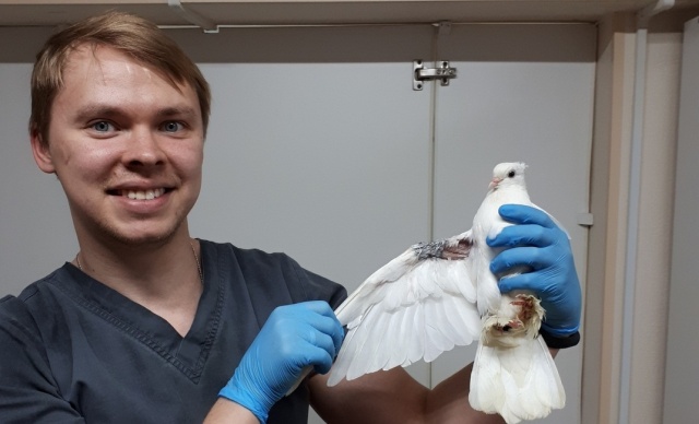Раненый голубь в Омске самостоятельно пришел в ветеринарную клинику