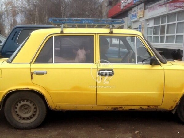 Автоприколы