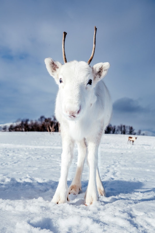Уникальный белый олень попал на фото в Норвегии