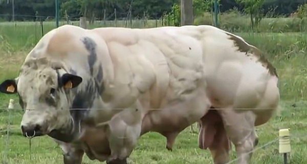 Огромный мускулистый бык с генетической мутацией