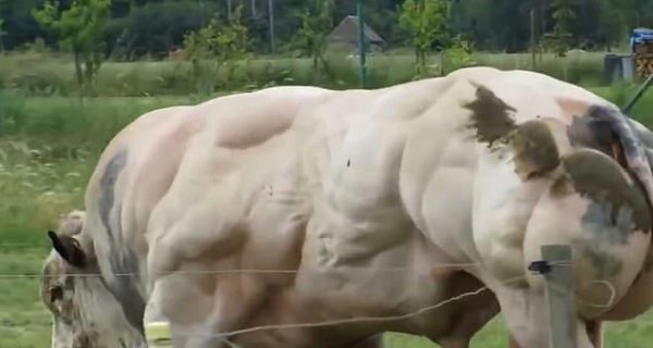 Огромный мускулистый бык с генетической мутацией