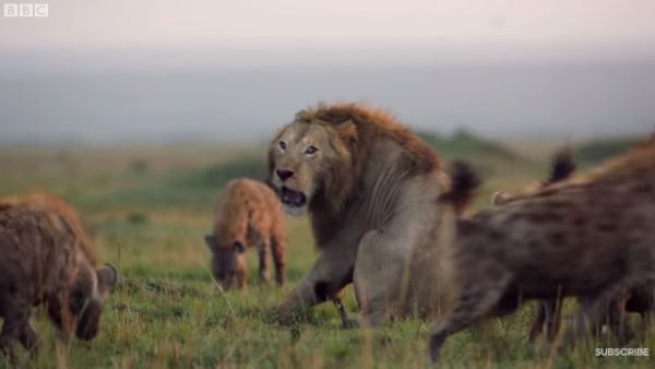 Драматический поединок льва и клана гиен