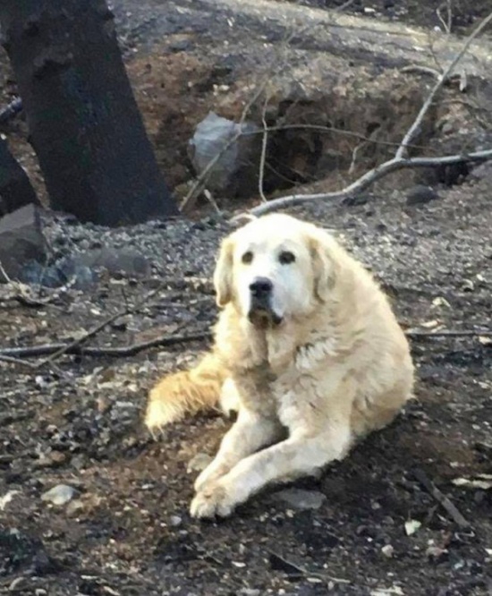 Пес по кличке Мэдисон почти месяц ждал хозяев у сгоревшего дома в городе Парадайс