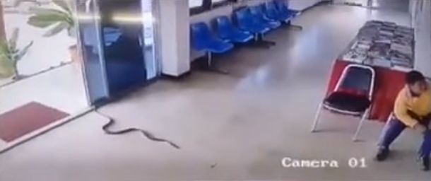 Змея напала на мужчину в зале ожидания тайского автовокзала