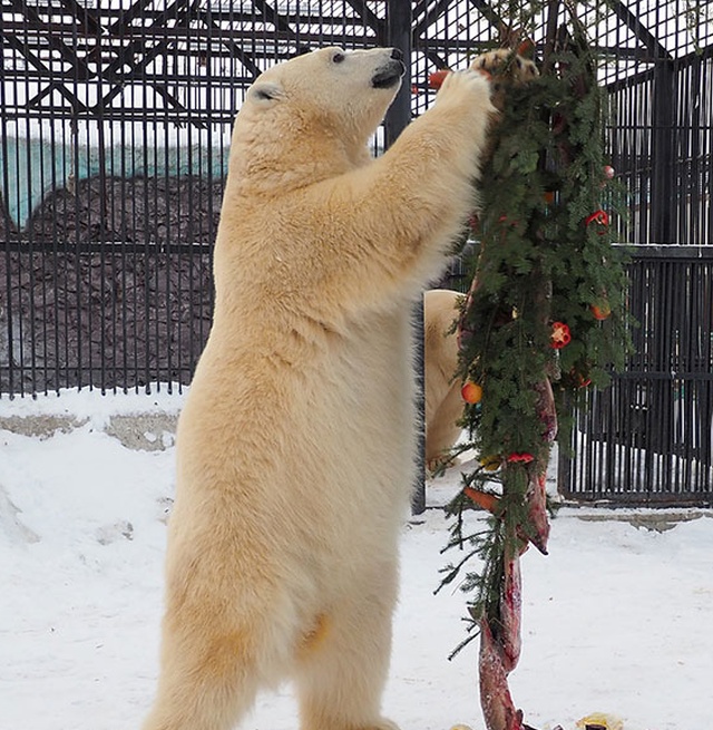 Новогоднее настроение в красноярском зоопарке