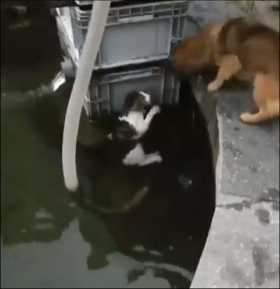 Собака спасает кошку