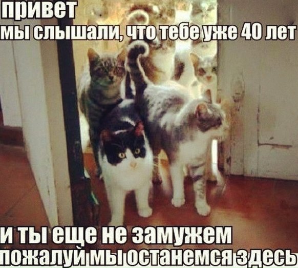 Смешные фото с котами