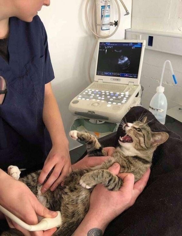 Кошка и вот ее реакция, когда она узнала, что беременна!