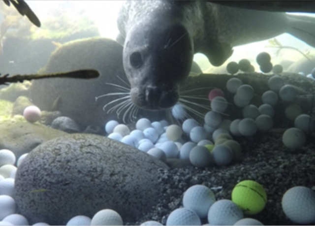 Фридайверы достали из океана несколько тонн мячиков для гольфа