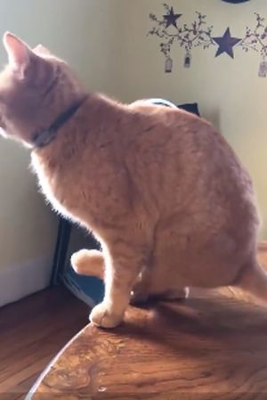 Когда кот так и не научился правильно сидеть