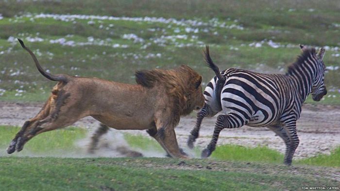 Быть зеброй в Африке задача не из легких