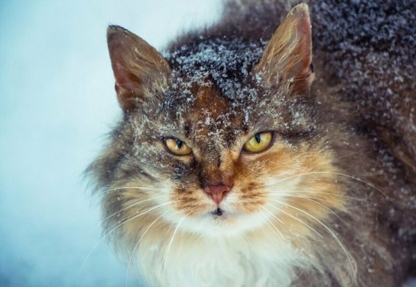 Так милы сердцу дворовые коты