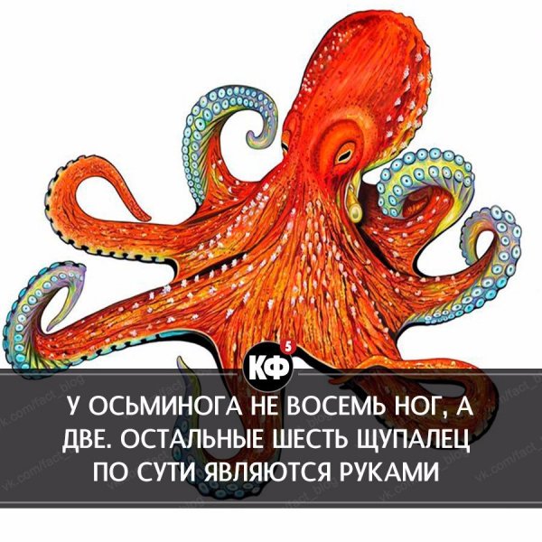 Краткие факты