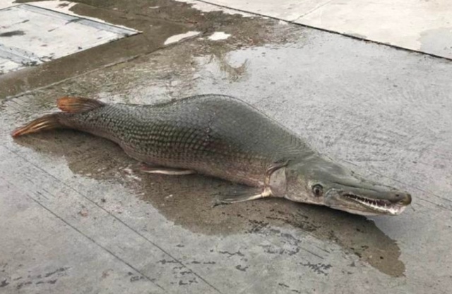 Необычные рыбы были замечены в озере в китайском парке