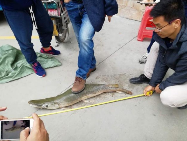 Необычные рыбы были замечены в озере в китайском парке Всячина