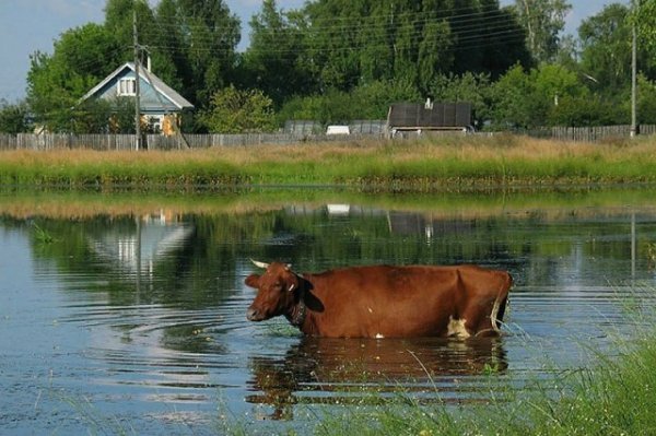 Каникулы в деревне