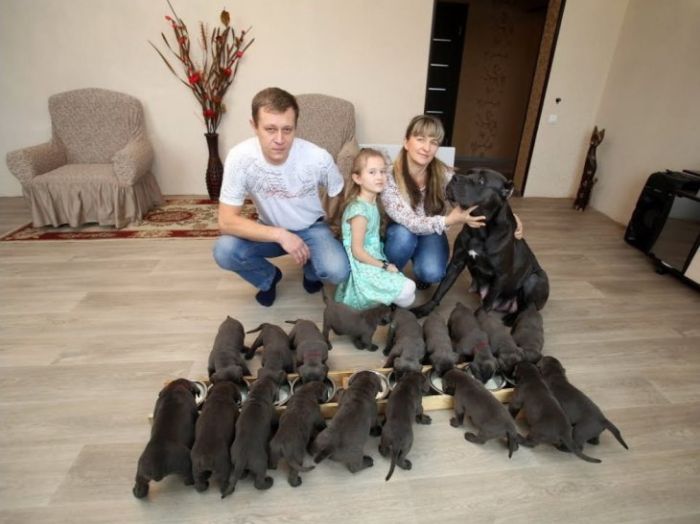 Рекордные 19 щенков родила Кане-корсо Всячина