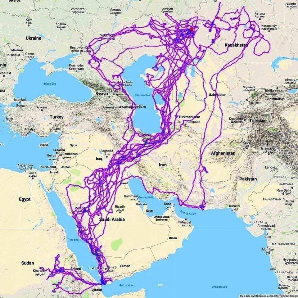 Жизнь орла за 20 лет по GPS трекеру