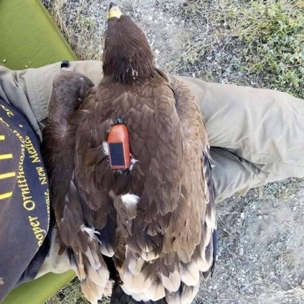 Жизнь орла за 20 лет по GPS трекеру
