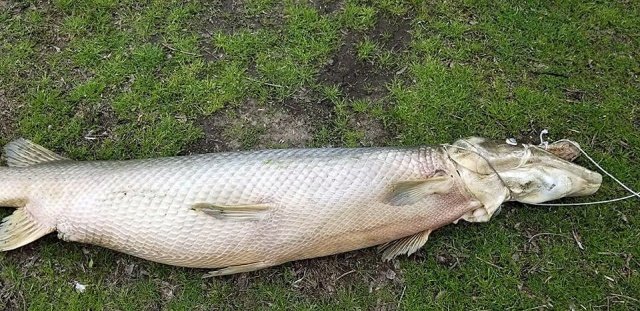 В Новом Орлеане в парке выловили доисторическую рыбу Всячина
