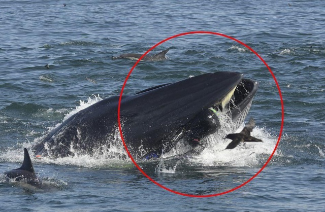 В ЮАР кит чуть не "проглотил" дайвера