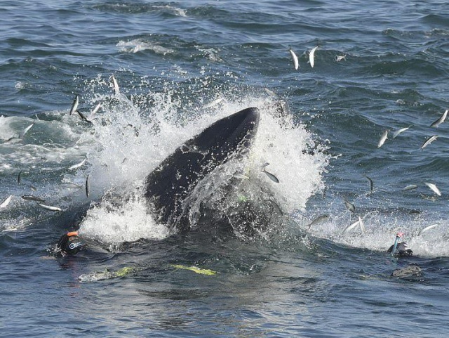 В ЮАР кит чуть не "проглотил" дайвера