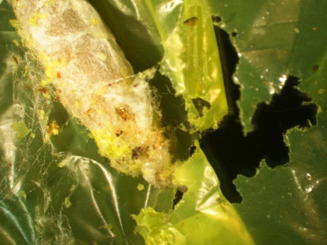 Ученые обнаружили червей, которые могут поедать и переваривать пластик Всячина