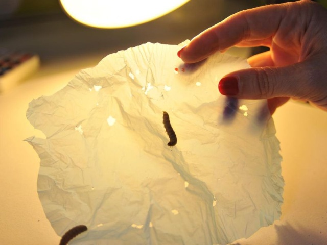 Ученые обнаружили червей, которые могут поедать и переваривать пластик