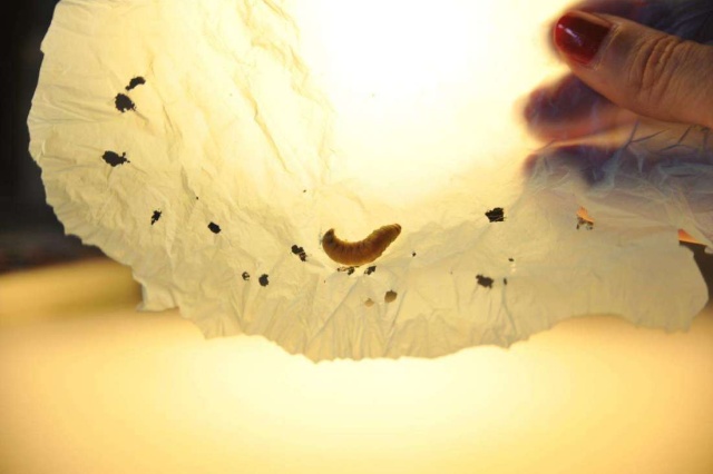 Ученые обнаружили червей, которые могут поедать и переваривать пластик