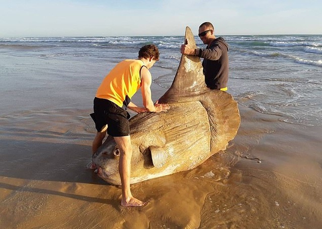 Рыбаки из Австралии обнаружили на мелководье крайне редкую рыбу-солнце