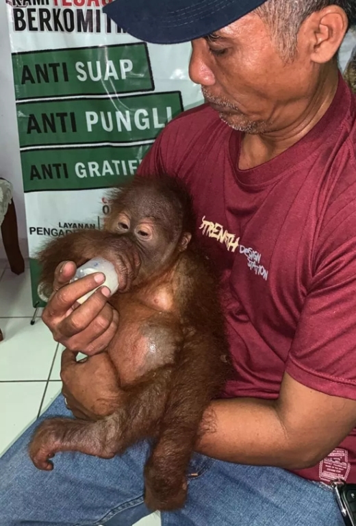 На Бали задержали гражданина РФ, который пытался провезти орангутана в багаже