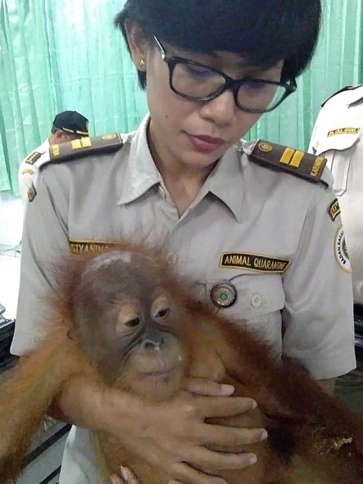 На Бали задержали гражданина РФ, который пытался провезти орангутана в багаже Всячина