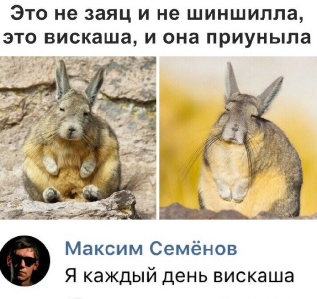 Прикольчики