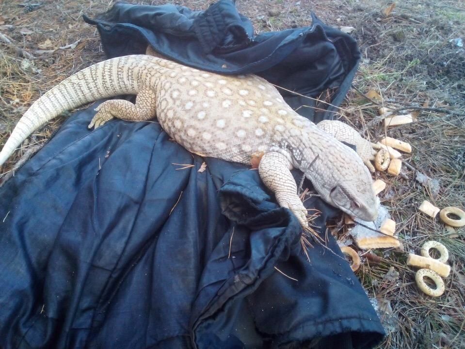 В лесу под Кингисеппом обнаружили песчаного варана Гульда