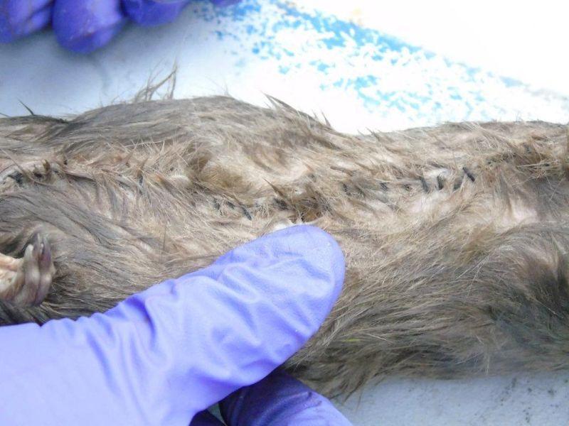 Тела крыс использовали для доставки наркотиков зэка