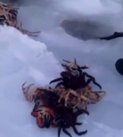 Добыча краба в Охотском море зимой