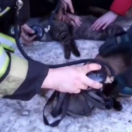 В Магадане пожарные "откачали" котиков, которых вынесли из горящей квартиры