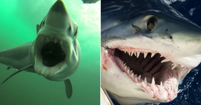 Останки огромной акулы удивили австралийского рыбака Всячина