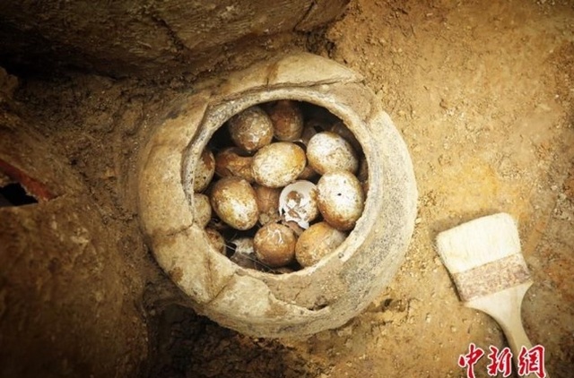 Китайские ученые нашли куриные яйца, которые были снесены 2500 лет назад