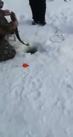 Чуть не лишились собаки на зимней рыбалке