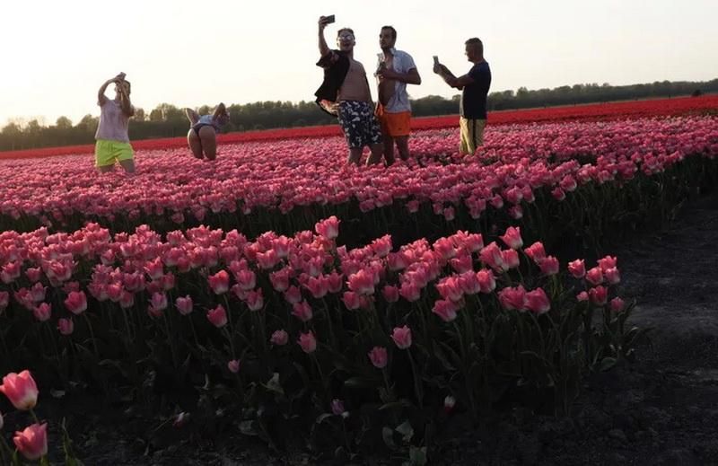 В Голландии начался сезон тюльпанов