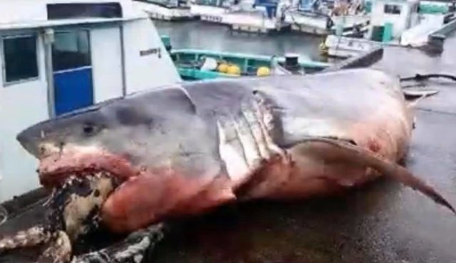 Рыбак из Японии опубликовал фото гигантской белой акулы