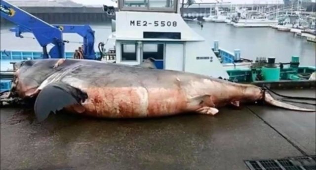 Рыбак из Японии опубликовал фото гигантской белой акулы Всячина