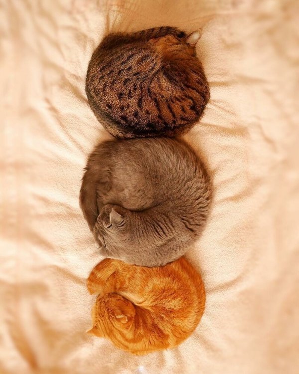 Фото 20 кошек, которые спят в разных позах