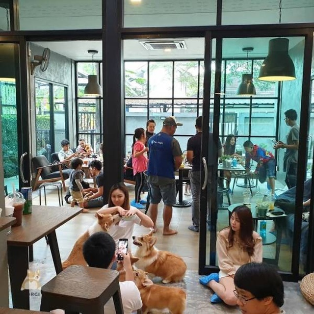 Антистресс-кафе в Таиланде Всячина