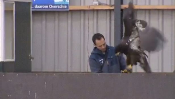 Голландские полицейские обучают орлов для борьбы с нелегальными дронами